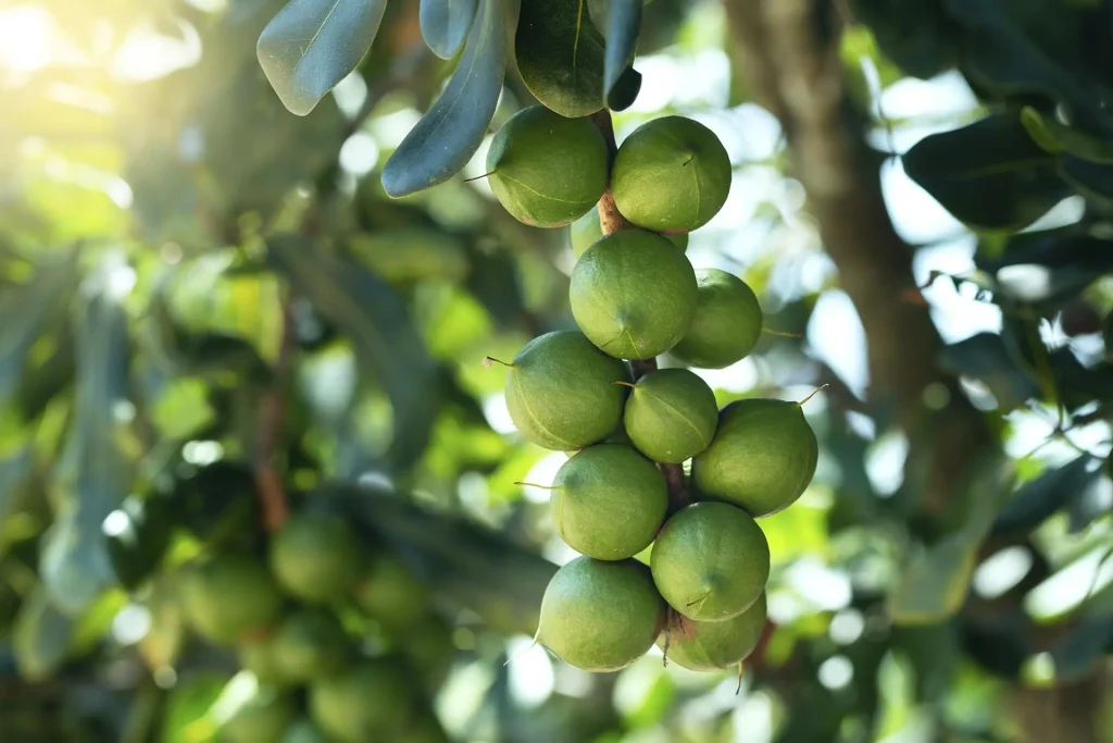 Unlocking the Nutritional Marvel: Exploring the Health Benefits of Macadamias